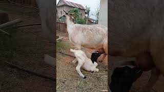 milk feeding#fyp #goat #villagelife