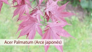 Acer palmatum (Acer japonés): cuidados y características