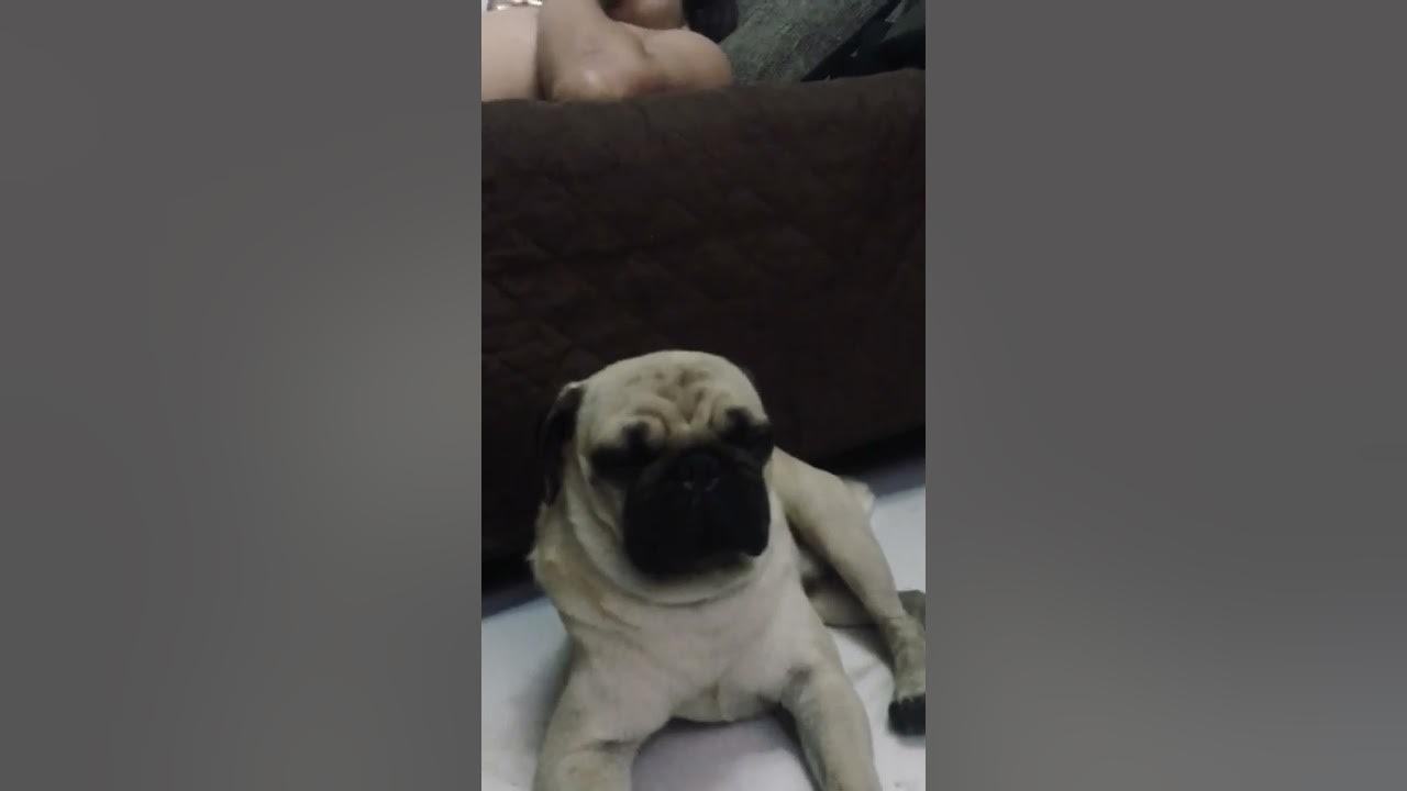 thats-my-dog-died-in-1-year-ago-and-i-miss-him-youtube