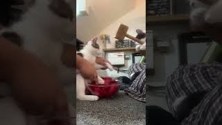 Yoosho hai yai yai