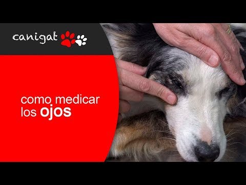 ¿cómo medicar los ojos de mi perro? hqdefault