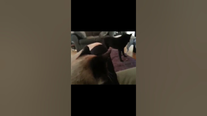 Watch the video about Ryder Let's Play! Snowshoe Kitty No! #pitbull #buddy #shorts