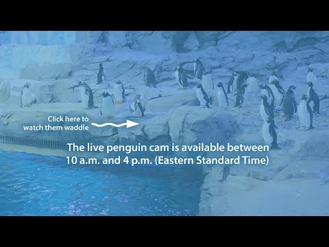 Dzs Host Greenfest At Detroit Zoo Youtube