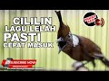 Cililin Gacor Lagu Lelah Enak Buat Masteran Pasti Cepat Masuk Mp3 - Mp4 Download
