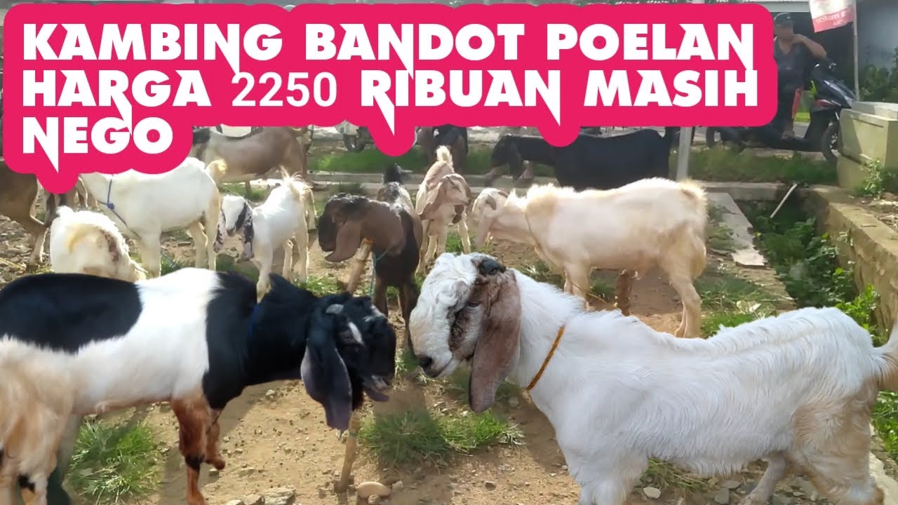 KAMBING BANDOT POELAN HARGA 2250 RIBUAN MASIH NEGO - YouTube