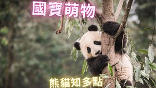 熊貓 中国国宝级““吃睡宝贝” 你知道牠的习惯吗？【世界奇趣探索 】