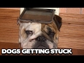Dogs getting stuck compilation best funny animal compilation