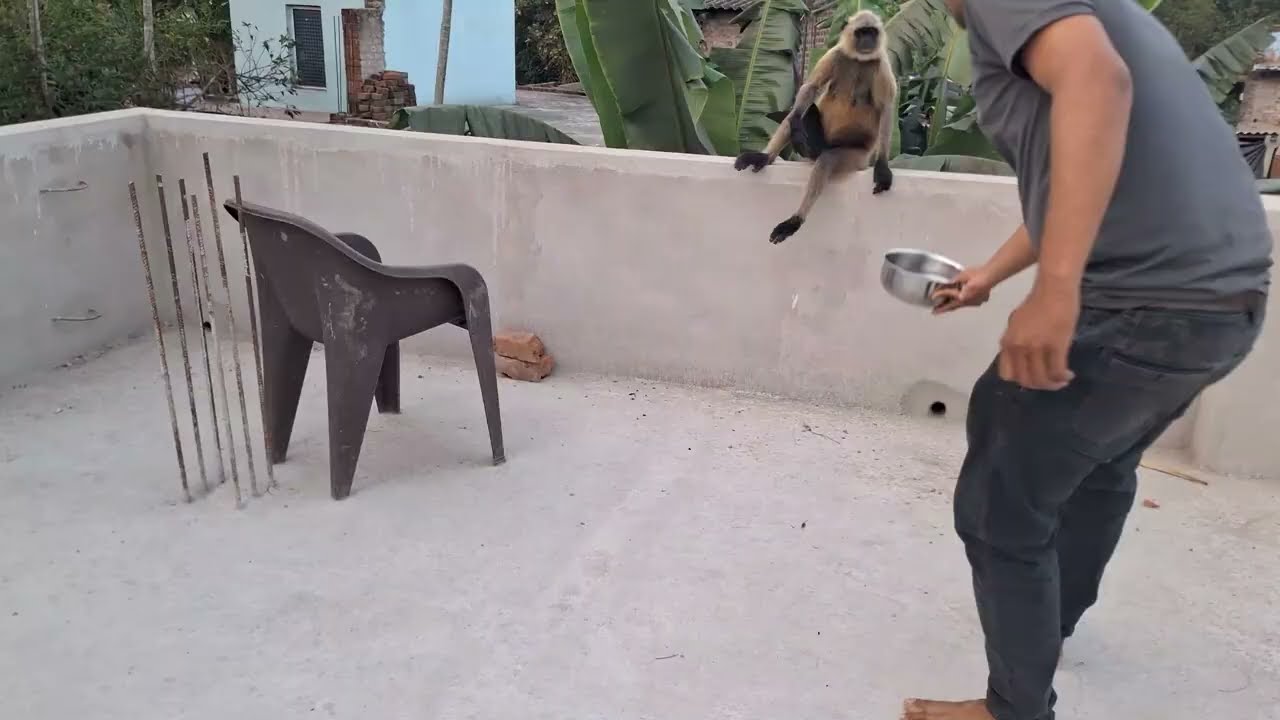 Monkey’s Reaction After Getting Water