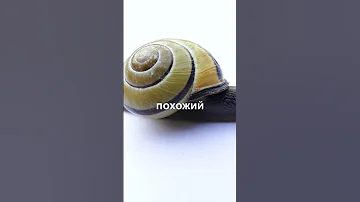 У улиток есть зубы? #shorts