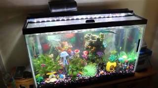 New 30 Gallon Fish Tank Setup 30 Gallon Fish Tank Setup