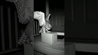 Special Delivery Thief 🦉📦#owl #package #delivery #midnightvisitors #shorts