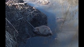 1ST TIME I EVER HAD THIS HAPPEN WHILE BEAVER TRAPPING!! #trapping #beaver #muskrats
