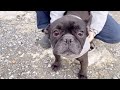 フレンチブルドッグ成犬里親募集
