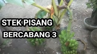 CARA STEK PISANG METODE BARU.