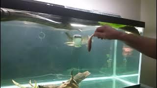 Bullseye Snakehead (Hand Fed in Aquarium)