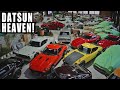 DATSUNS AS FAR AS THE EYE CAN SEE! | ROCKY AUTO