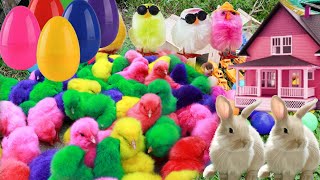 Wah ada anak ayam warna warni,ayam rainbow,Ayam pelangi l,kucing anggora,bebek lucu.