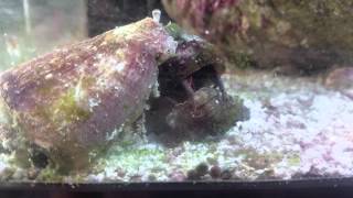 Fighting conch and 2 hermits