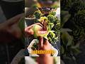 INSANE Food Prep Skills Compilation! 🤯 The Agave &amp; Coconut Shaving is Oddly Satisfying
