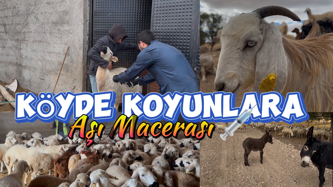 Veterinerle Köyde Aşı Macerası | 400 Koyun, Keçiler ve Sevimli Sıpa 🐑💉