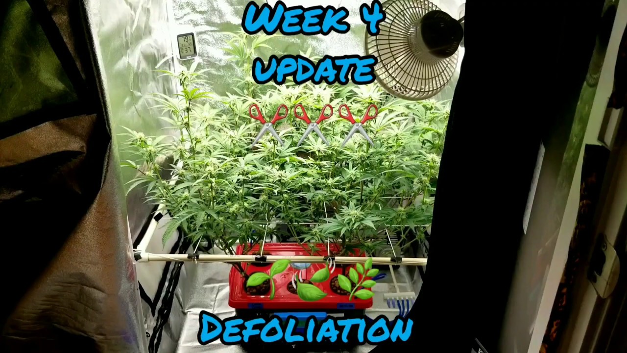 Week 4 update. Lava Cake & Do-Si-Dos in a EZHYDROGROW Kit running a Mars Hydro TSW2000 led