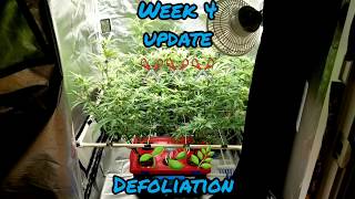 Week 4 Update. Lava Cake Do-Si-Dos In A Ezhydrogrow Kit Running A Mars Hydro Tsw2000 Led