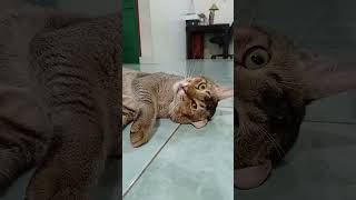 KUCING LUCU || Siapa yang cantik #minecraft #kobokanaeru #comedy #funny #kucinglucu #memes