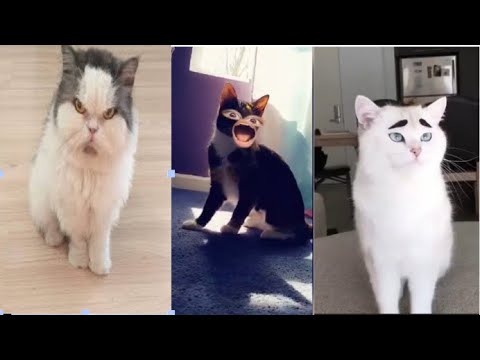 best dank cat memes compilation of 2020 | funny cat memes 2020 | Part 5 - YouTube