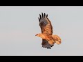 Atlas Long-legged Buzzard, Portugal