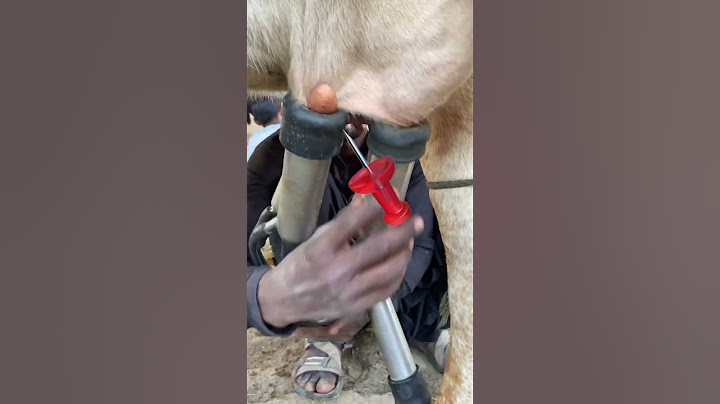 Milking fails #cow