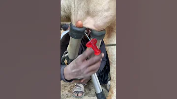 Milking Fails Cow 