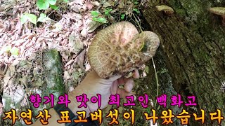 제 1004회 2024 5 10  봄 표고버섯과 최고의 산나물 병풍취와 산마늘도 만나고 왔습니다 by 임상균의 약초세상   6,073 views 2 weeks ago 29 minutes