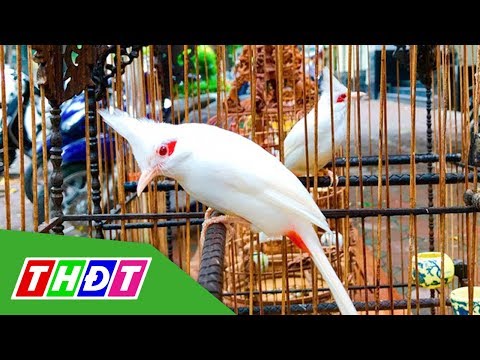 Tìm hiểu về các loại chim cảnh đẹp được ưa chuộng nhất hiện nay | THDT