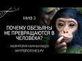 Почему обезьяны не превращаются в человека? Мифы об эволюции человека