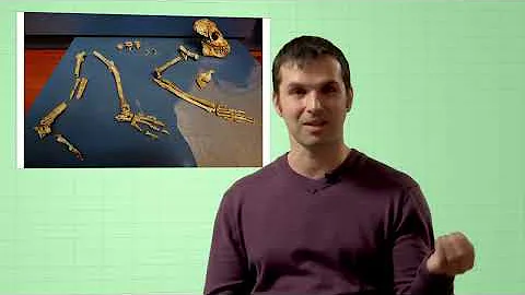 Почему обезьяны не превращаются в человека? Мифы об эволюции человека