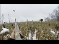 Pheasant Hunting with German Shorthaired Pointer 2016 / Coj Aub Yias Lab Manh Mus Caum Nraj.