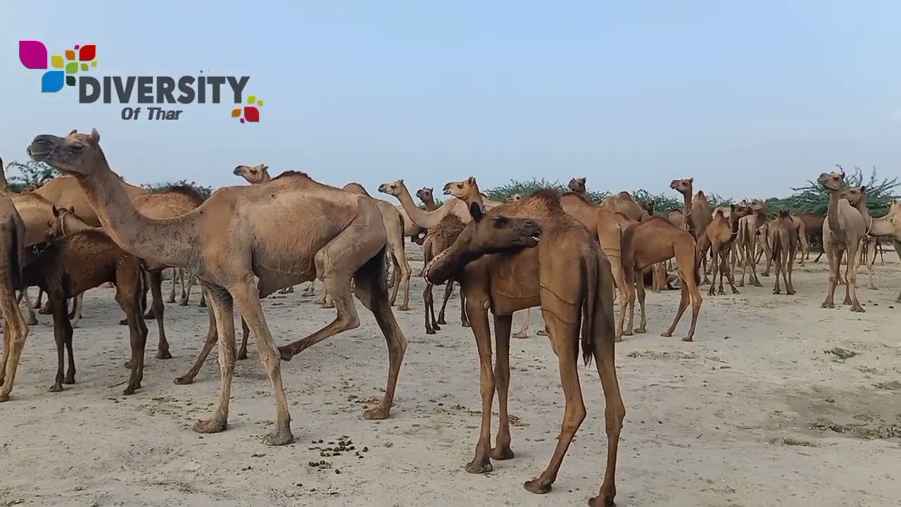 Soomra camel farm || Huje camel herd || Camels in happy mood
