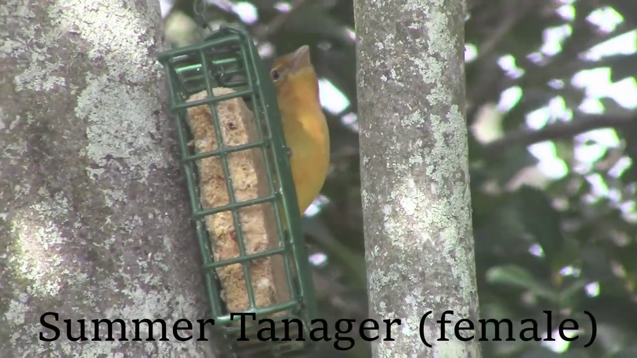 camera iphone 8 plus apk My Backyard Birds - 17 Species