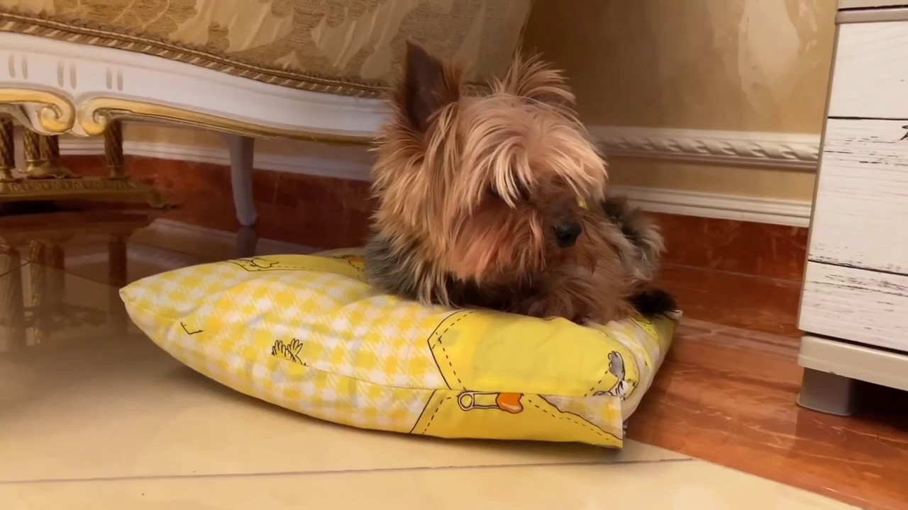 Эля собирается на прогулку с собачкой/ caminar con un perro pequeño