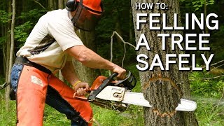 How To Fell A Tree With A Chainsaw | Step By Step screenshot 5