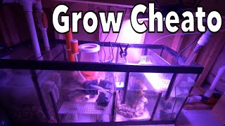 Growing Cheato Algae ( Day 1 ) SUMP FILTRATION SYSTEM