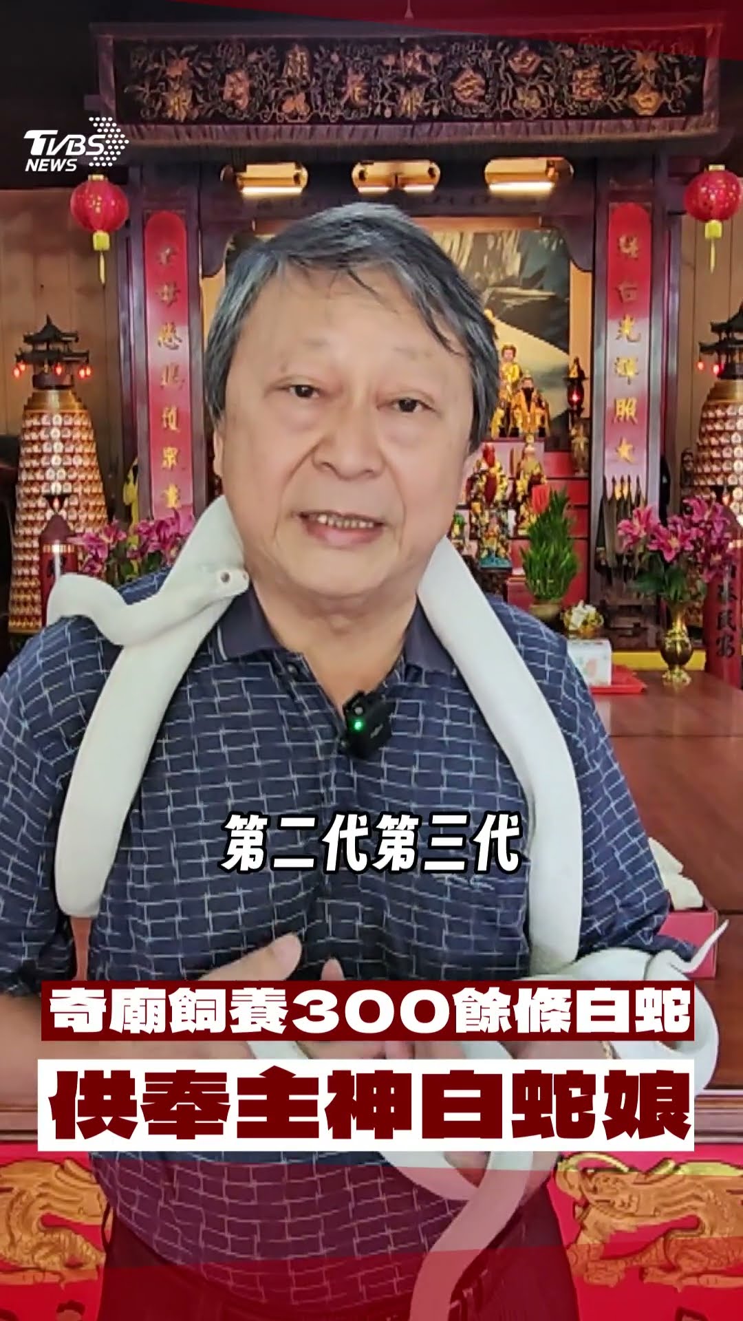 桃園23年奇廟飼養300餘條白蛇　最長1.8米供奉主神白蛇娘｜TVBS新聞@TVBSNEWS01