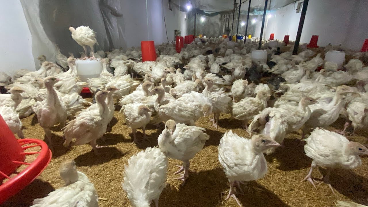 БРОНЗА 708  БИГ 6 КУРКА 🦃 ЖУЖАЛАРИ СОТИЛАДИ УЛГУРИБ КОЛИНГ ЗУРЛАРИДАН 08.03.2026