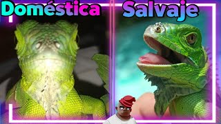 ¿Iguana Doméstica o salvaje? | Diferencias entre una iguana salvaje y una de cautiverio.