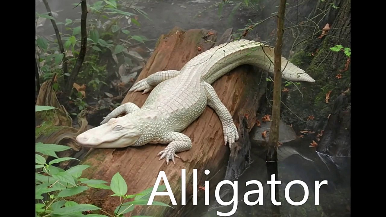 The Animal Which Are For Few Years YouTube