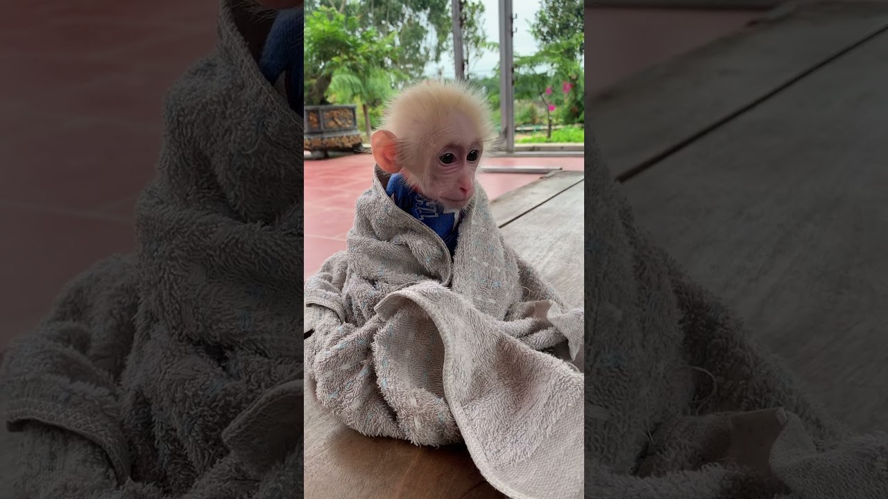 The monkey is being bathed by his father and is sitting relaxing.