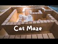 Celebrating My Cat&#39;s First Birthday - Giant Cat Maze Challenge | The Cat Butler