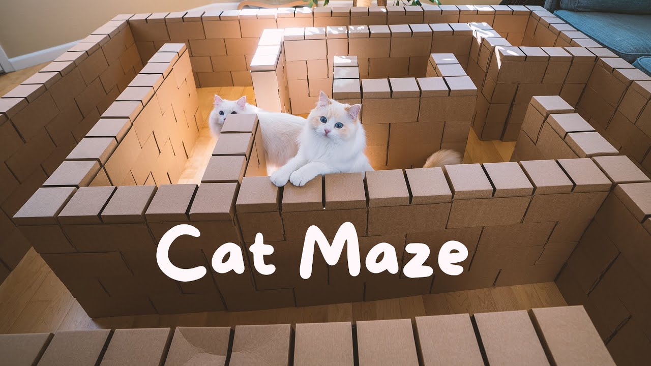 Celebrating My Cat's First Birthday Giant Cat Maze Challenge The