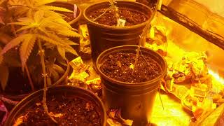Canna grow update