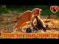 Спокойствие, только спокойствие